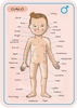 Układanka magnetyczna Ciało człowieka, Janod