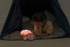 Cloud b® Twinkling Twilight Turtle™ Pink - Lampka nocna z projekcją świetlną - Żółw różowy