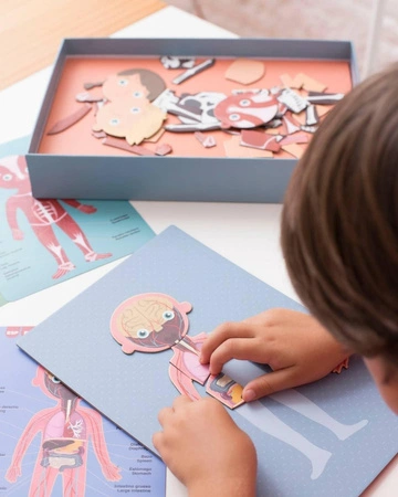 Magnetyczna układanka Apli Kids - Ciało Człowieka
