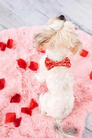 Pearhead Muszka Dla Psa Woof You