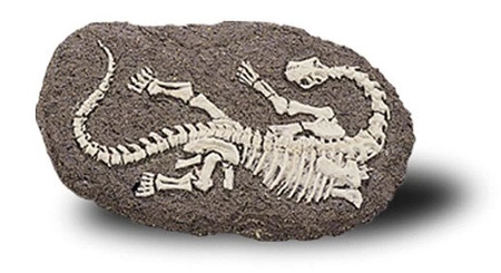 Bones&More, Duży szkielet dinozaura - wykopalisko na kamieniu