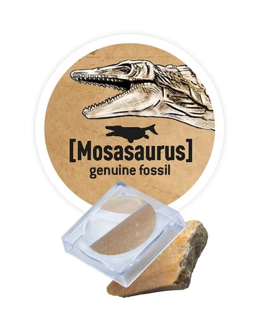 Mały paleontolog - Brachiozaur 445BRA