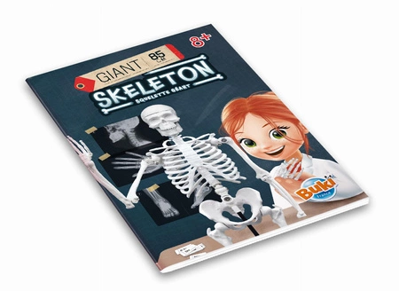 Szkielet człowieka - 85 cm 2181