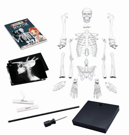 Szkielet człowieka - 85 cm 2181