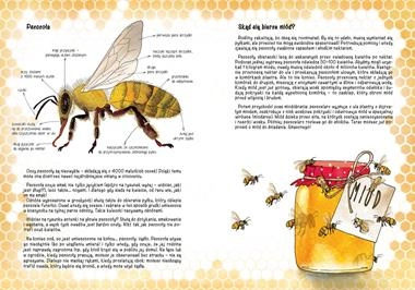 Skąd się bierze miód opowiem ci mamo