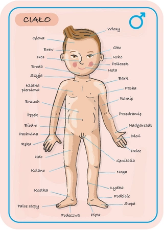 Układanka magnetyczna Ciało człowieka, Janod