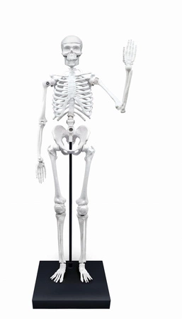 Szkielet człowieka - 85 cm 2181