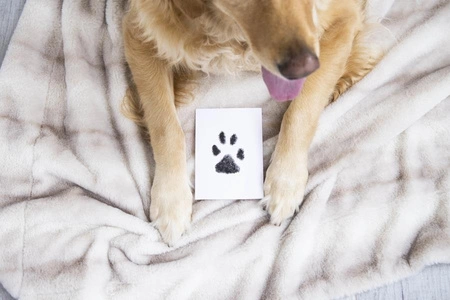 Pearhead Atramentowy Odcisk Łapy Clean-Touch M/L