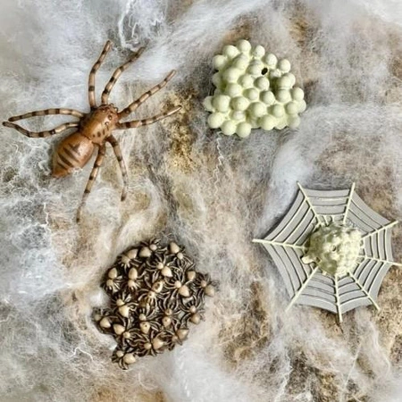 Safari Ltd. Zestaw Figurek Cykl Życia Pająka