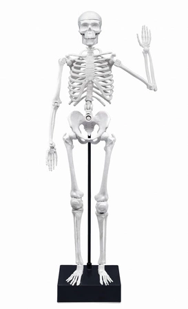Szkielet człowieka - 45 cm 2180
