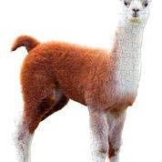 MADD CAPP, Puzzle konturowe I AM LIL' - Lama 100 elem.