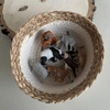 Safari Ltd. Zwierzęta Azji. Zestaw Figurek