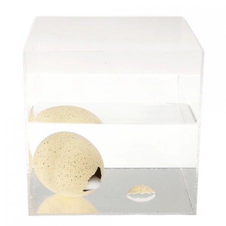 Rekin wykluwający się z jajka, zestaw kreatywny, Ocean, 3+, Rex London