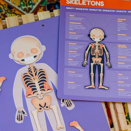 mierEdu Zabawa magnetyczna - Ciało człowieka ME0511