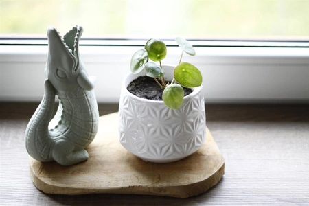 Silikonowa Konewka Krokodyl Scrunch - Szałwiowy