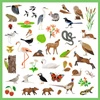 Naklejki FAUNA DJ09285