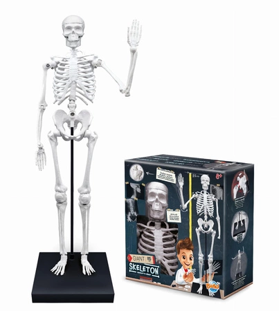 Szkielet człowieka - 85 cm 2181