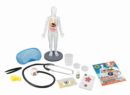 Ciało człowieka 2163