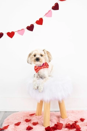 Pearhead Muszka Dla Psa Woof You