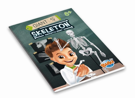 Szkielet człowieka - 45 cm 2180