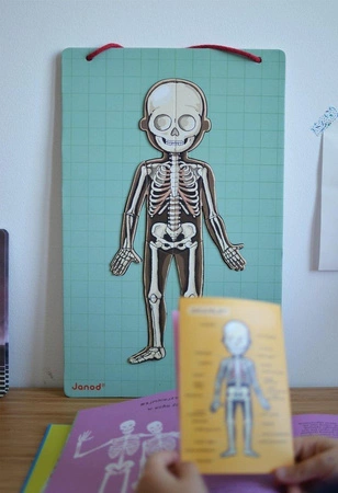 Układanka magnetyczna Ciało człowieka, Janod