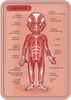 Układanka magnetyczna Ciało człowieka, Janod