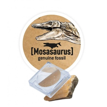 Mały paleontolog - Triceratops 445TRI