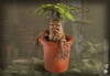 Mandragora Figurka Harry Potter