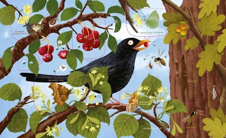 Rok w lesie. Robaczki. Książka z okienkami