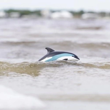 Safari Ltd. Figurka Delfin Białoboki Atlantycki