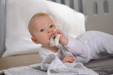 Gryzak gumowy, Gwiazdka, Kikadu