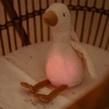 Little Dutch Gąska interaktywna Newborn Naturals