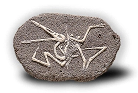 Bones&More, Duży szkielet dinozaura - wykopalisko na kamieniu