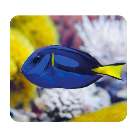 Latarka, Mini Projektor, Morze