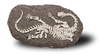 Bones&More, Duży szkielet dinozaura - wykopalisko na kamieniu