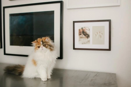 Pearhead Ramka z Odciskiem Łapy Pupil Wisząca Espresso