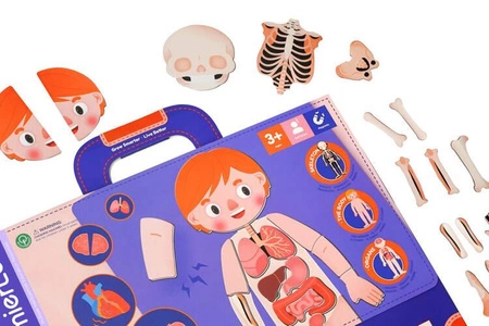 mierEdu Zabawa magnetyczna - Ciało człowieka ME0511