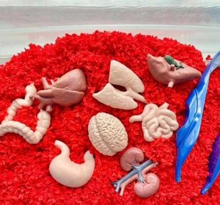 Safari Ltd. Zestaw Figurek Narządy Wewnętrzne