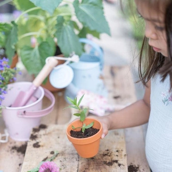 Little Dutch Niezapominajka do samodzielnej uprawy