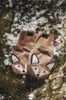 Elodie Details - Rękawiczki - Florian the Fox 0-12 m-cy